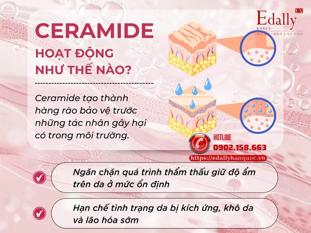 Cơ chế hoạt động của Ceramide trên da